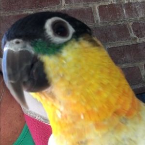 Meet your Posher, Shellie